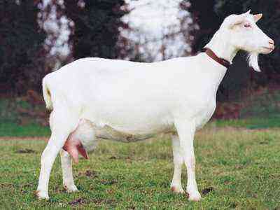 Descrierea și caracteristicile rasei de capre Saanen
