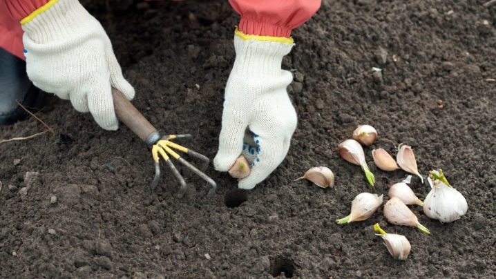 Plantarea și îngrijirea usturoiului de primăvară