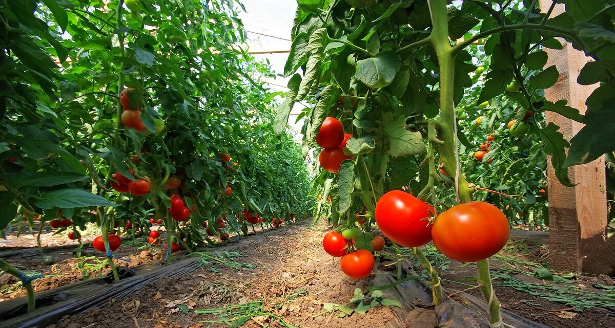 Tomate: cum poate influența clima producției