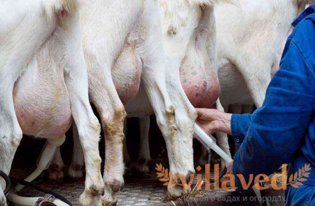 Tratament eficient pentru mastita la capră
