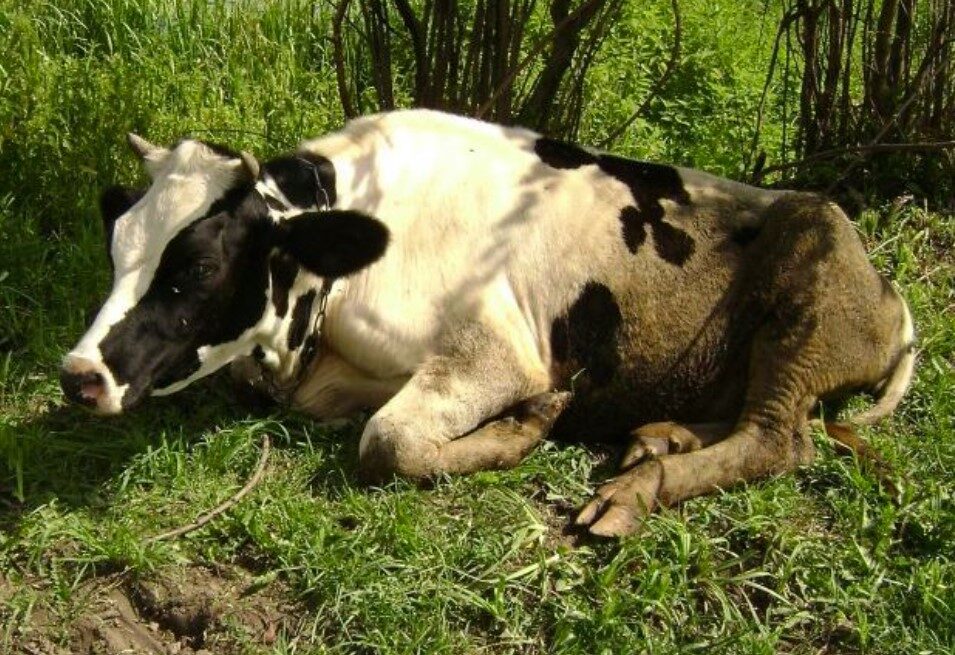 Acidoza ruminala la vaci