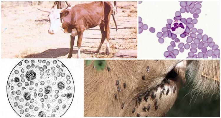 Anaplasmoza bovinelor: modalități de infecție, simptome, tratament și prevenire