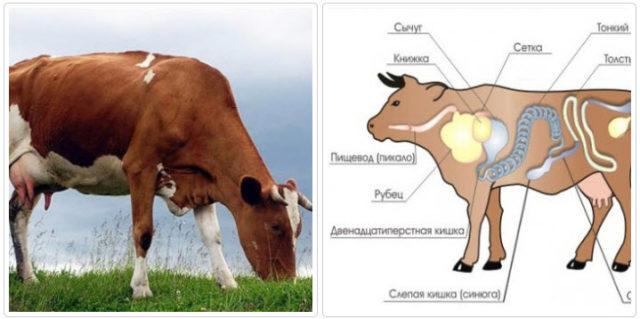 Blocarea esofagului la bovine
