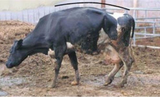 Boli ale membrelor la vaci și bovine