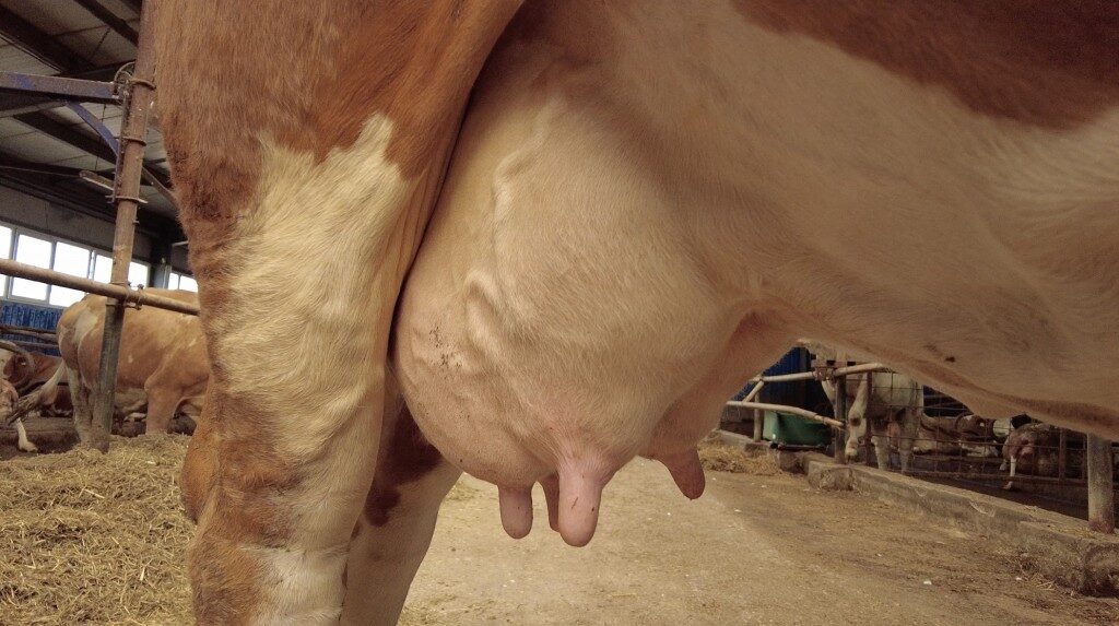 Boli ale ugerului la vaci