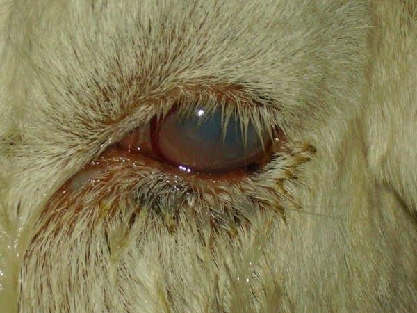 Boli oculare la bovine