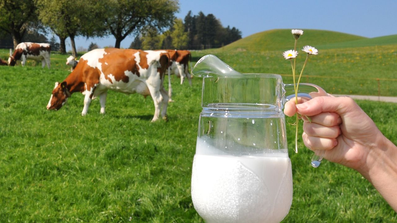 Când începe o vaca să dea lapte pentru prima dată?