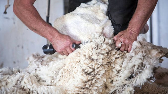 Caracteristici ale tunserii manuale a oilor: reguli generale privind alegerea foarfecelor