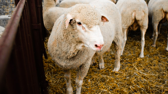 Caracteristicile rasei de ovine Ile de France: descriere, caracteristici de reproducere