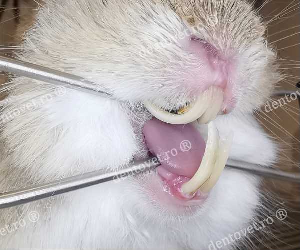 Caracteristicile structurii dinților unui iepure decorativ și regulile de îngrijire a acestora