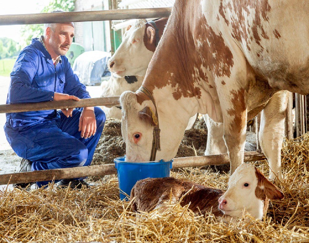 Care este îngrijirea unei vaci după fătare?