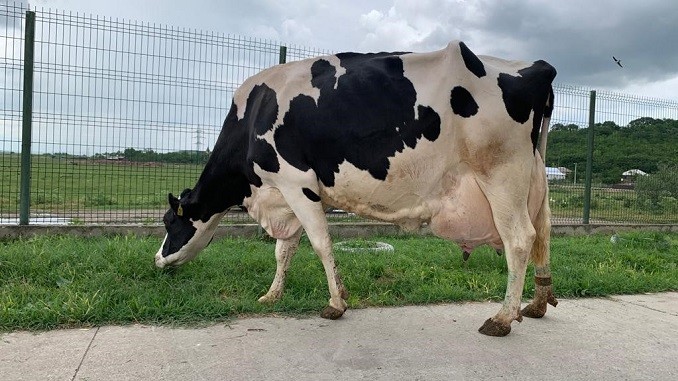 Cât lapte dă o vaca pe zi?