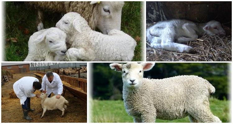 Câți ani trăiesc berbecii domestici și oile?