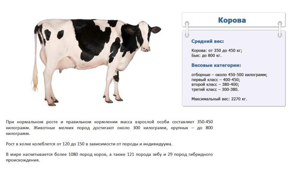 Ce determină greutatea medie a unei vaci?