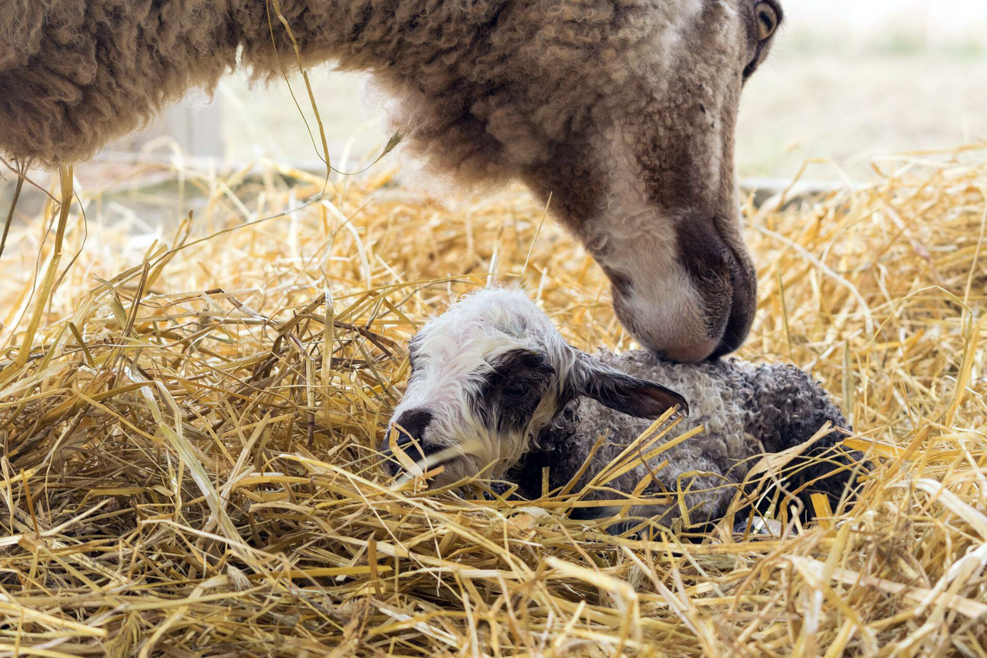 Ciobanesc electronic pentru oi: avantaje si dezavantaje, procesul de obisnuire cu oile