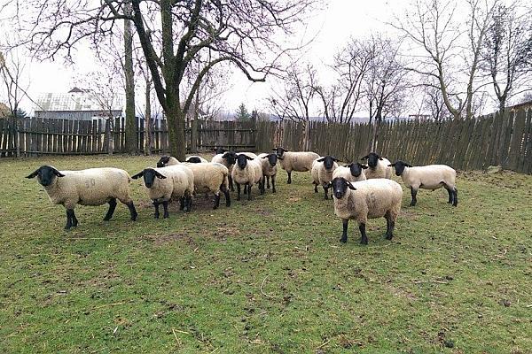 Creșterea oilor din lână fină: cele mai cunoscute rase, creșterea