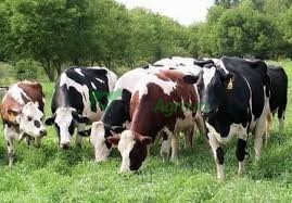 Creșterea vacilor: cum să alegi una bună, cum să întocmești documente, să organizezi o stală de vaci, cum să cumperi animale și echipamente