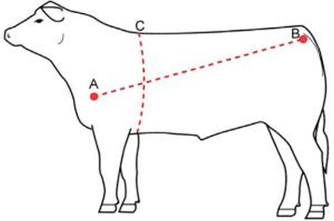 Cum să aflați greutatea vitelor prin măsurători, tabel