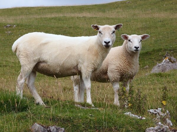Cum să crești corect oile: pubertatea și ciclul la oi, împerecherea, cum să afli când o oaie este în călduri