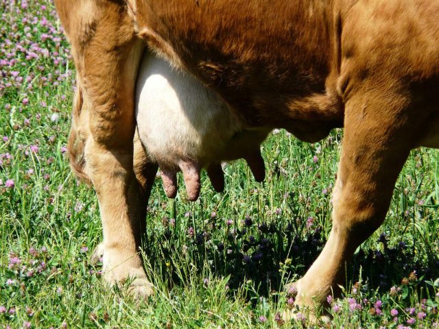 Cum să eliminați umflarea ugerului la o vacă după fătare?