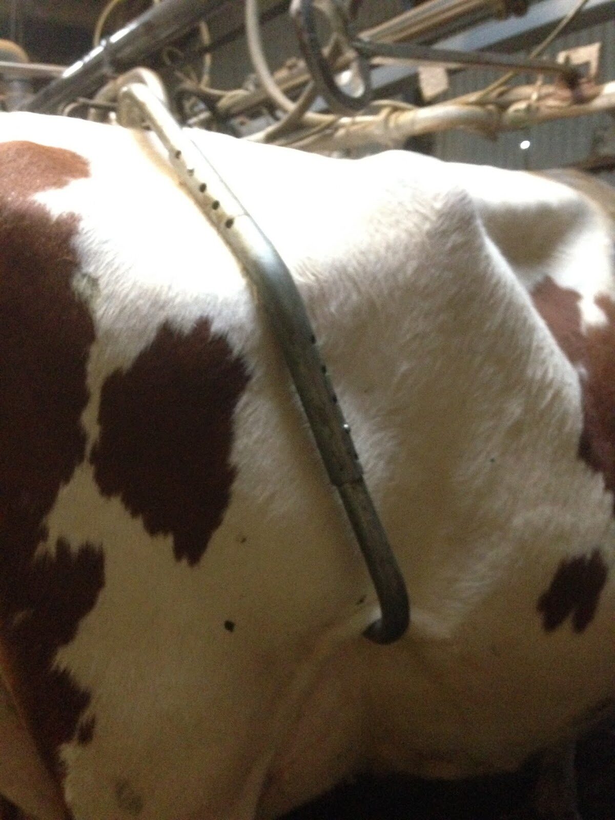 Cum să înțărcați o vacă de la lovitură în timpul mulsului?