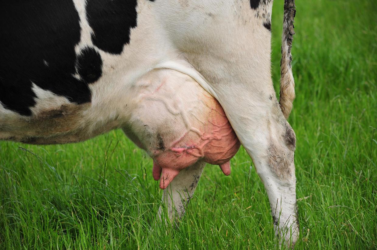 Cum să tratezi mastita latentă la o vacă?