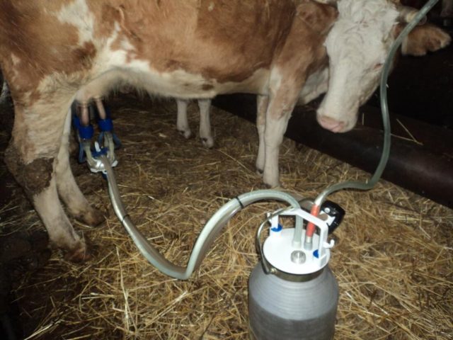 Cum se mulge o vaca prin metoda manuală și hardware?