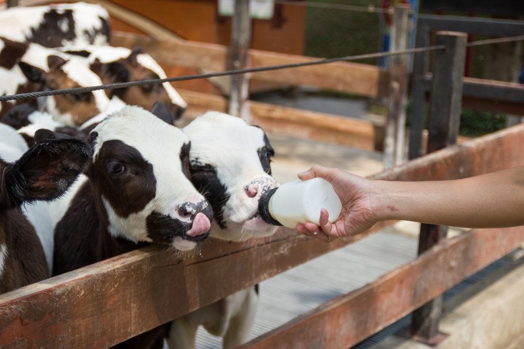 Cum sunt hrănite vacile care alăptează?