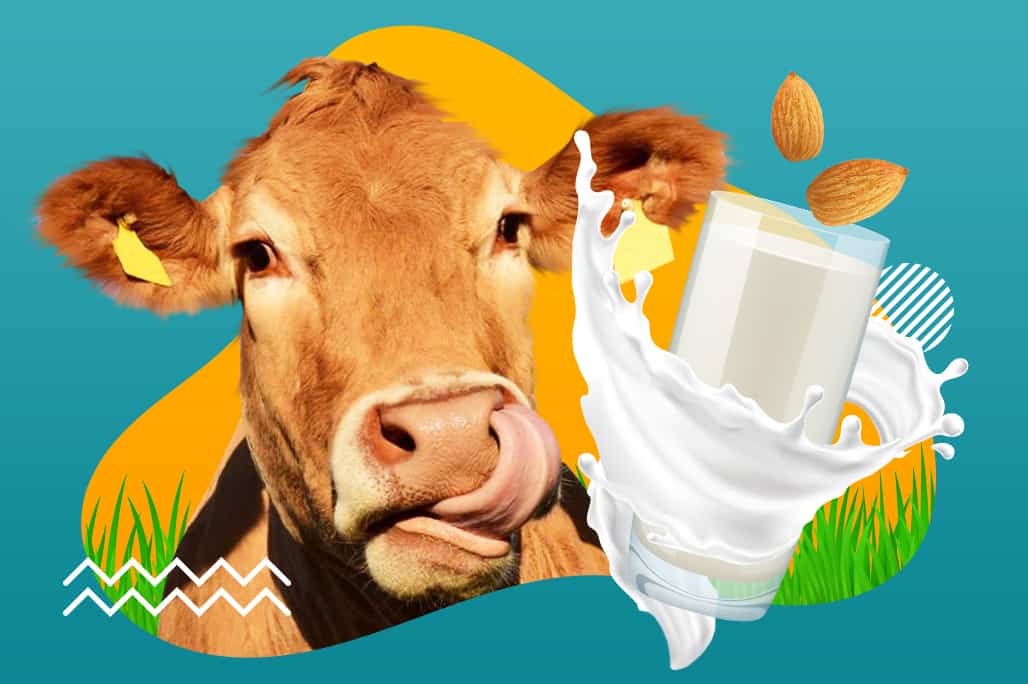 De ce laptele miroase a vacă și se acru repede?
