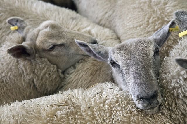 De ce oile, berbecii și mieii nu pot sta pe picioarele din spate