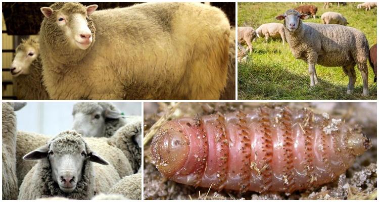 Estroza oilor – țâșul oilor: diagnostic, simptome ale bolii