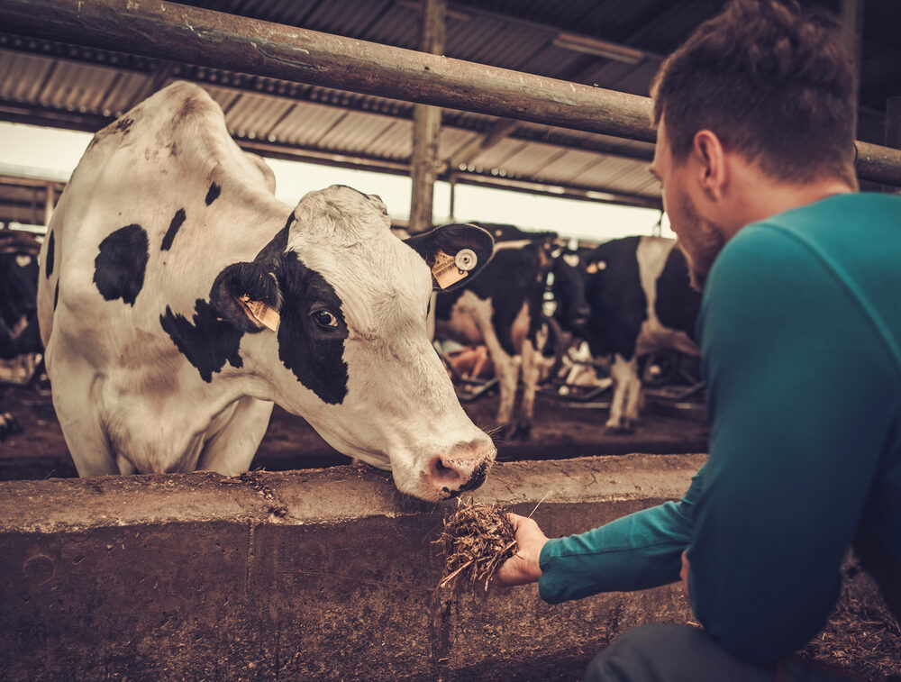 Hrănirea corectă a vacilor și bovinelor