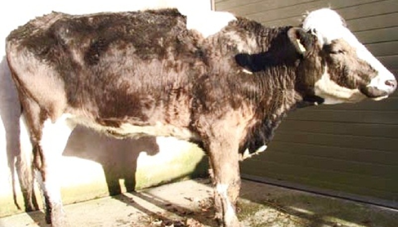 Leptospiroza la vaci și bovine