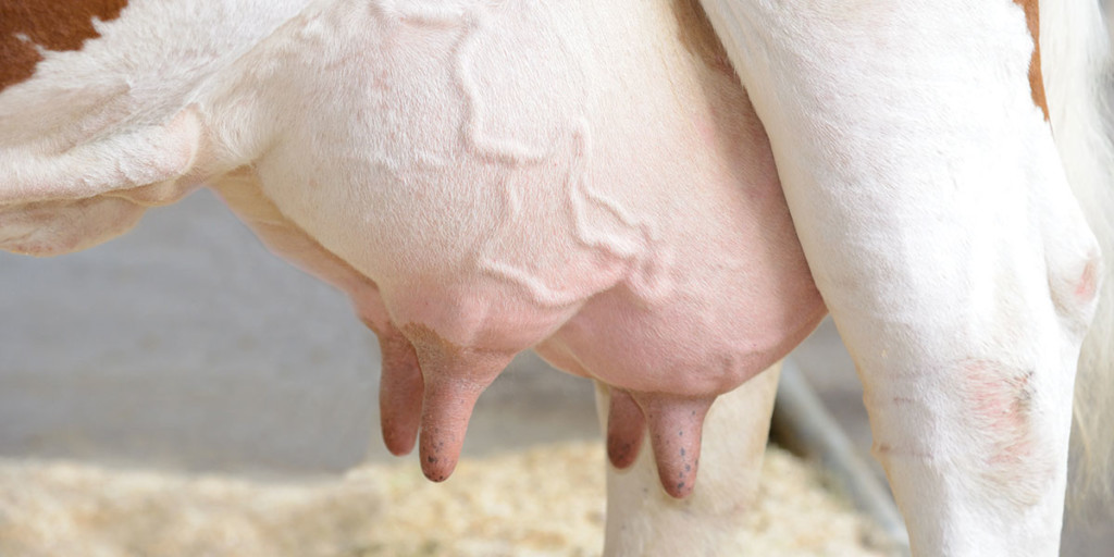 Mastita hemoragică la vaci