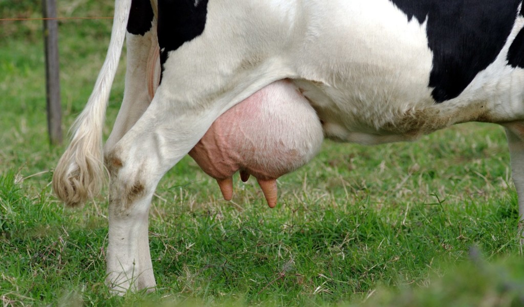 Mastita seroasă la vaci