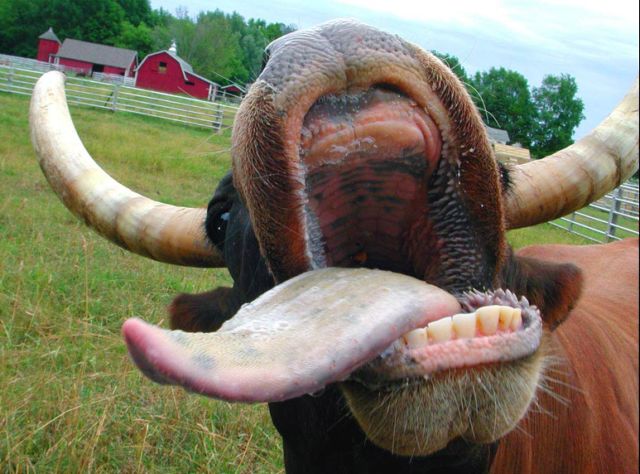 O vaca are dinți?