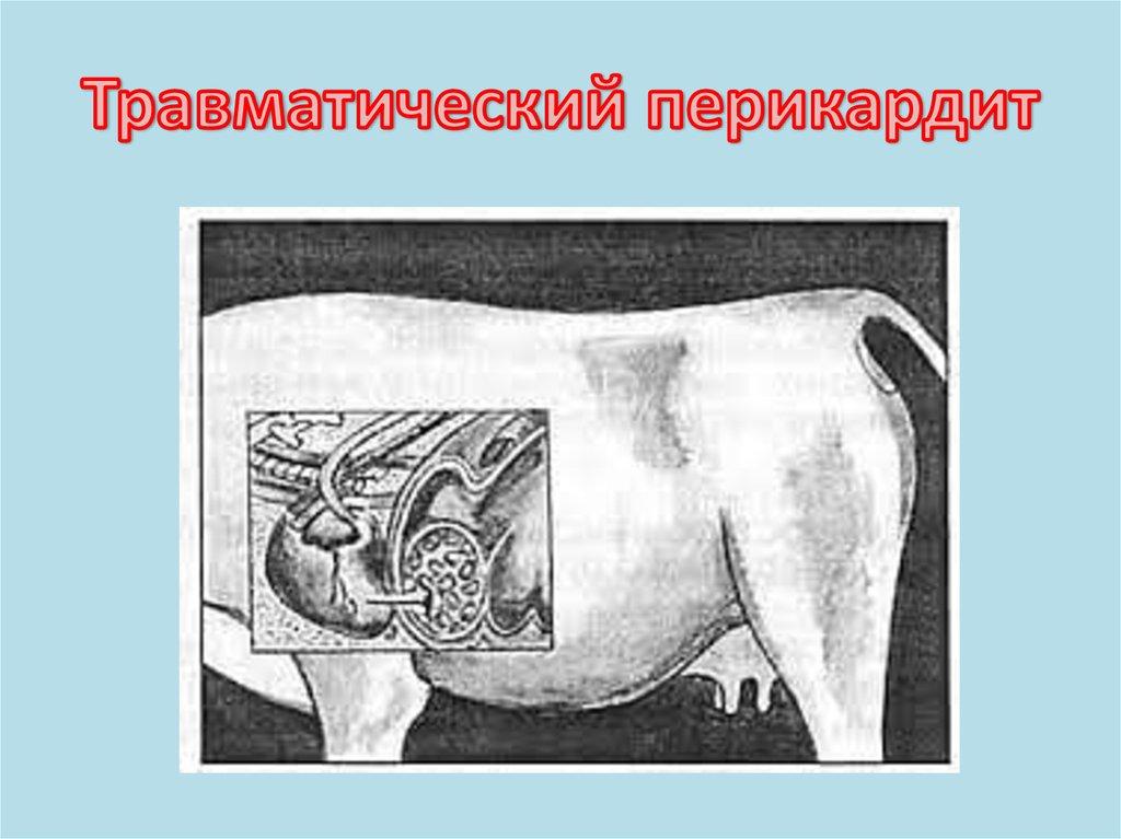 Pericardita traumatică la vaci și bovine