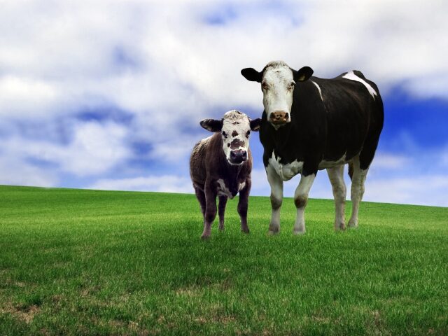 Porecla pentru o vacă și vițel – cum să alegi, ce să ia în considerare, exemple populare