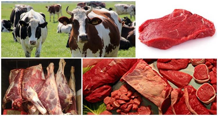 Randamentul de carne de bovine din greutatea vie: tabel