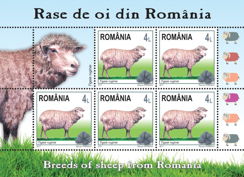 Rasa de lână de carne de oaie Tashlinskaya: descriere, origine, reproducere