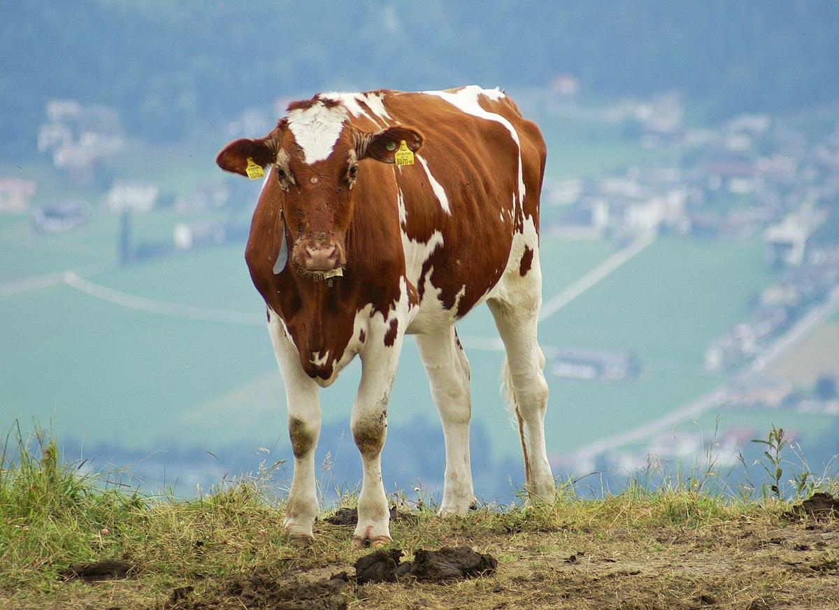 Rasa de vaci Ayrshire