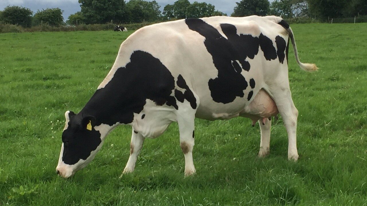 Rasa de vaci Holstein