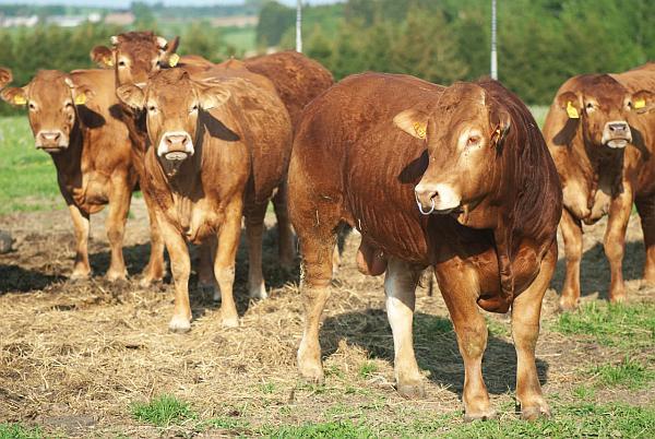 Rasa de vaci Limousin