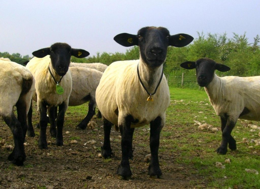 Rasa engleză de oi Suffolk: aspectul, descrierea oilor și berbecilor rasei