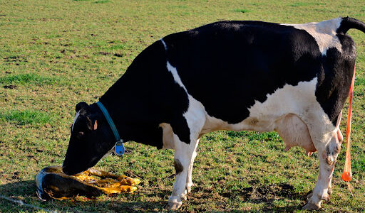 Reținerea placentei la vaci – semne, tratament, prevenire