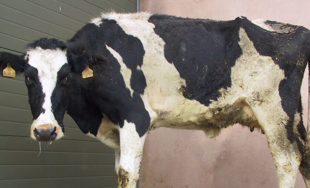 Simptomele și tratamentul clostridiului la bovine
