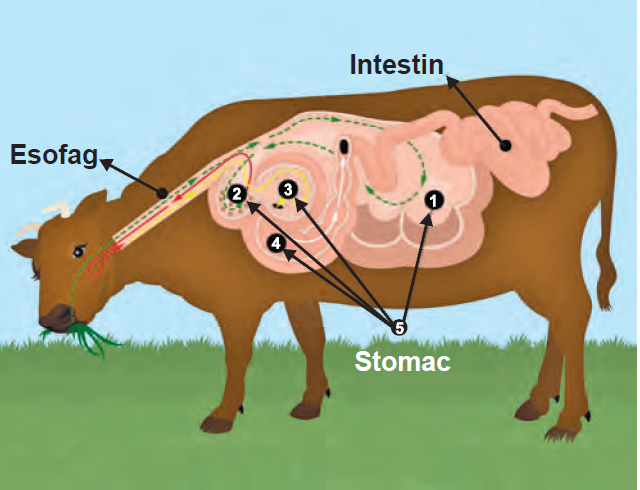 Structura stomacului și a sistemului digestiv al unei vaci