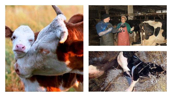 Vaca a mâncat după naștere, ce să facă, la ce consecințe va duce acest lucru, cum să trateze animalul?