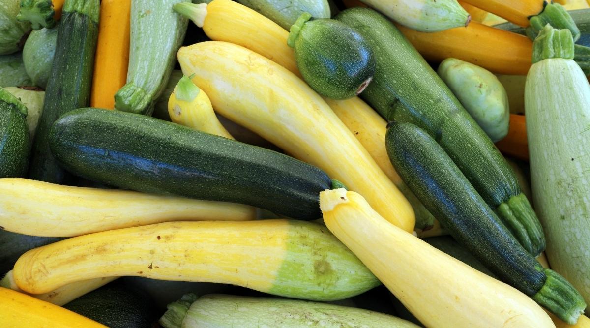 Zucchini Zucchini Zukesha – o varietate timpurie de scop universal