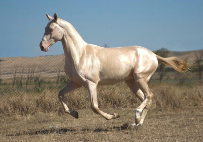 Aké plemená koní sa chovajú na Urale?